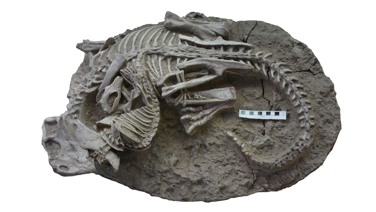 <i>Gang Han</i><br/>The 125 million-year-old fossil