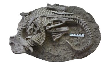 The 125 million-year-old fossil