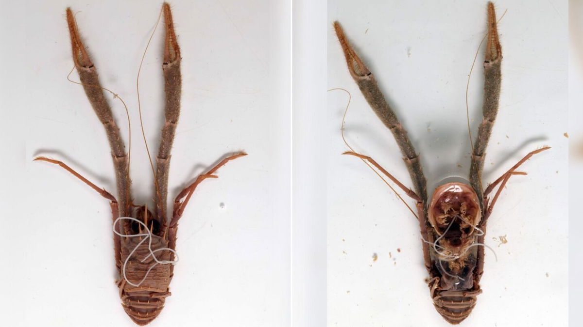 <i>Martin Sørensen</i><br/>Staged photos show a deceased squat lobster in the Munida genus with a marine horsehair worm. Scientists recently sequenced the genome of this horsehair worm