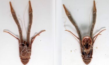 Staged photos show a deceased squat lobster in the Munida genus with a marine horsehair worm. Scientists recently sequenced the genome of this horsehair worm