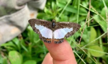 It's hard for small butterflies with light-colored wings to regulate body temperature as Earth gets warmer