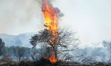 Flames burn a tree in Vati village