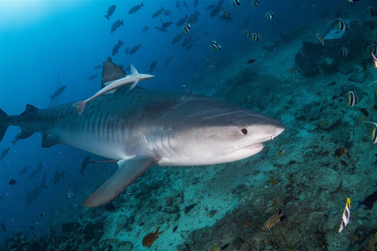 Sharks are millions of years older than dinosaurs and 5 other