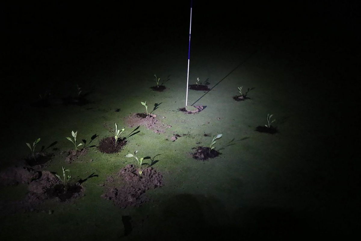 <i>Extinction Rebellion/Handout/AFP/Getty Images</i><br/>Pictured here are seedlings planted by Extinction Rebellion climate activists on a golf course in Gorraiz