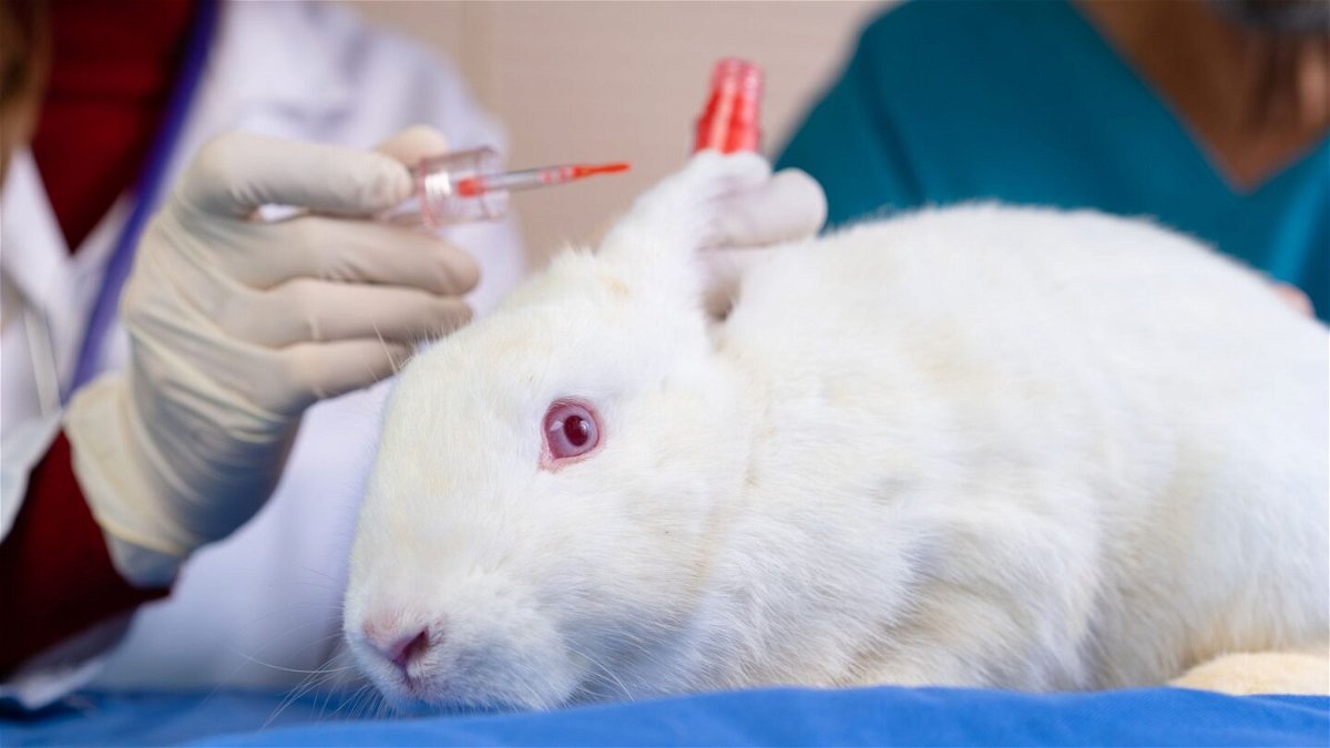 <i>petra012015/iStockphoto/Getty Images</i><br/>Canada has joined more than 40 countries to ban cosmetic testing on animals.
