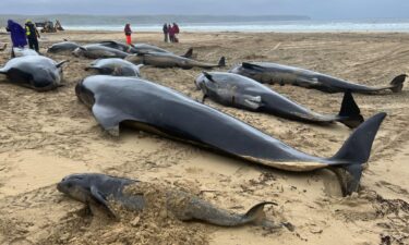 The pilot whales were found stranded on a beach on the Scottish Isle of Lewis.