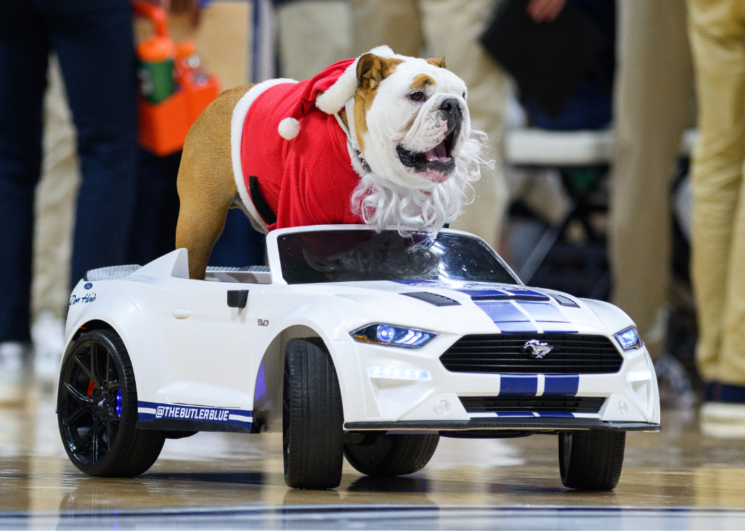 10 of the most popular live animal college mascots on social media