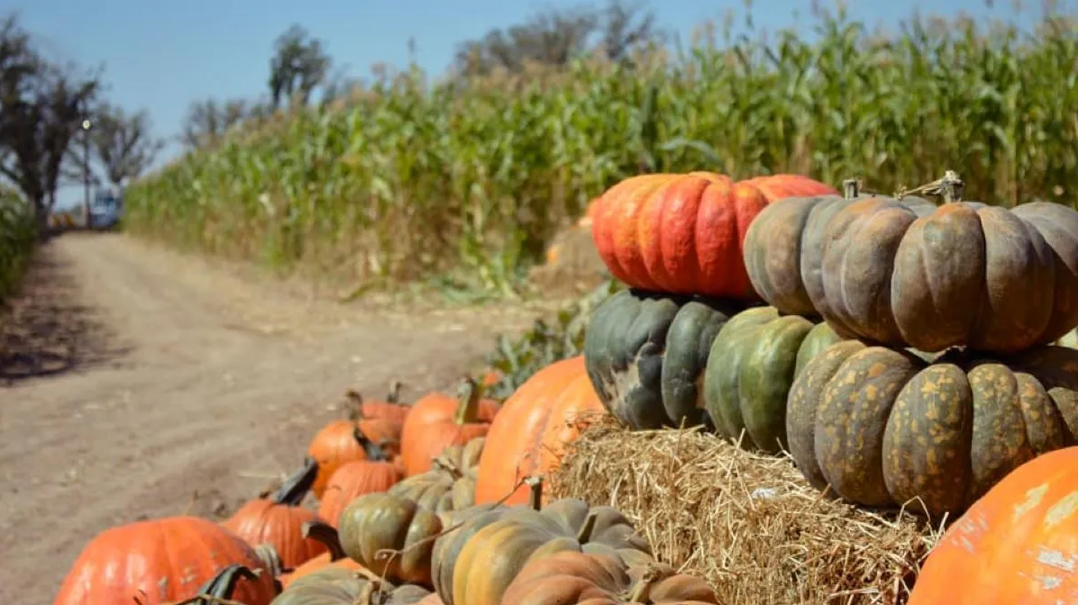 Fall season means mazes, pumpkin patches and more family fun.