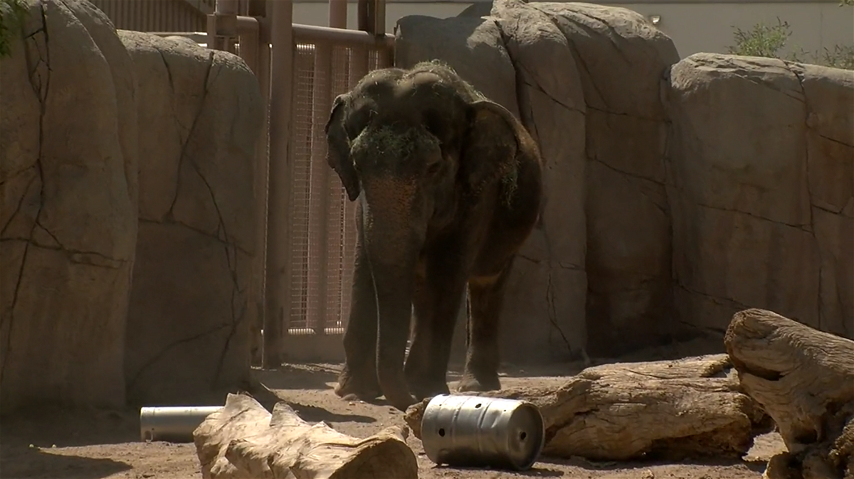Lisa the elephant receiving stem-cell infusion therapy at Oakland Zoo