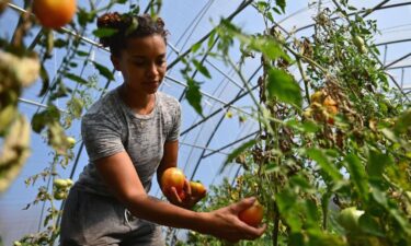 10 Black-led food justice organizations you should know about