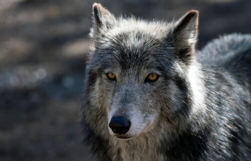 A wolf stands inside its enclosure at the Colorado Wolf and Wildlife Center (CWWC) in Divide