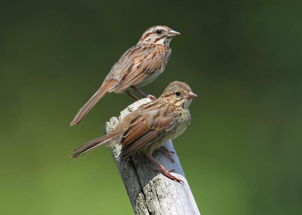 Margaret Morse Nice thought like a song sparrow and changed how scientists understand animal behavior
