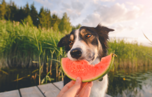 Common foods you shouldn't feed your dog and why