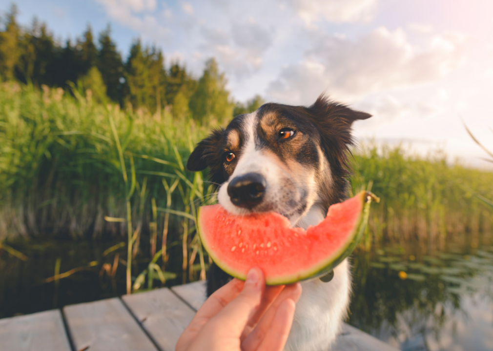 Common foods you shouldn't feed your dog and why
