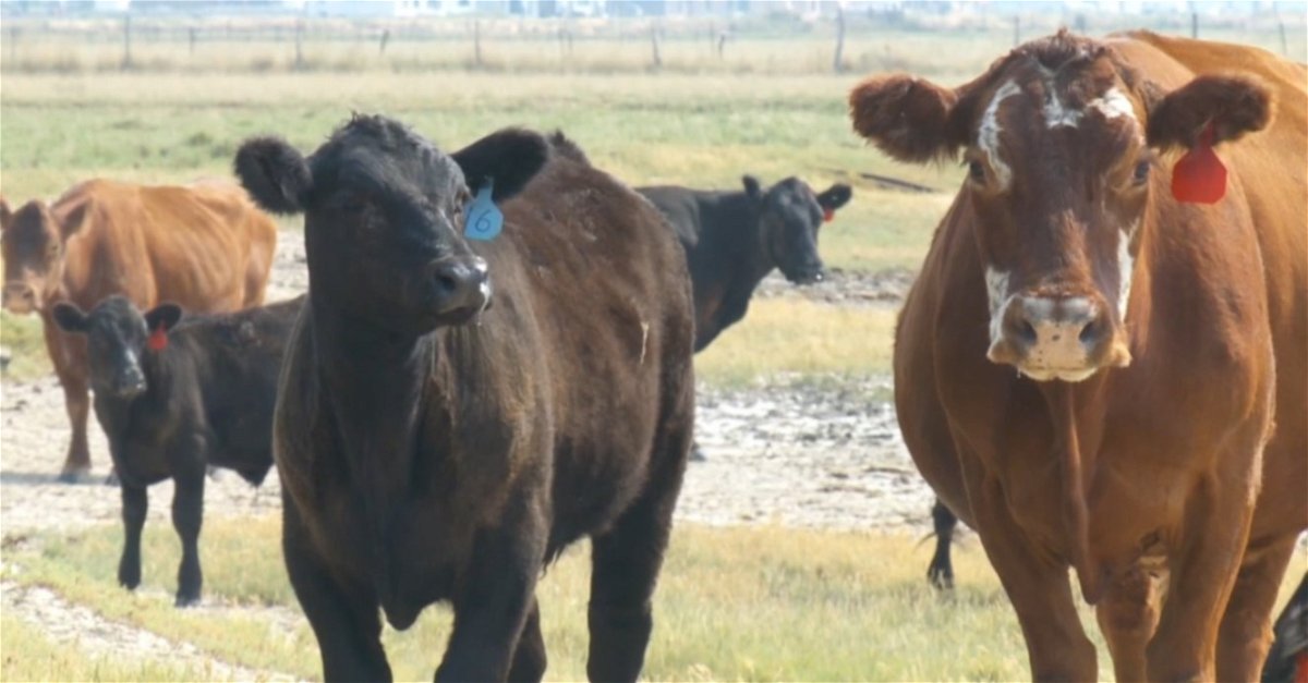 The Utah Department of Agriculture and Food is making efforts to keep local cows safe from infection.