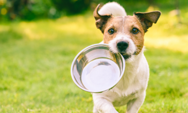 Myths about dog wellness