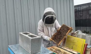 Beekeeper Thomas Castro is protecting pollinators in Far Rockaway