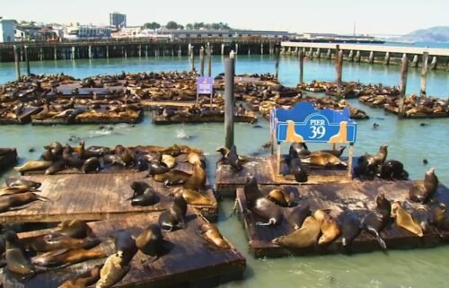 Pier 39 is getting a lot of attention right now. It's seeing the largest number of sea lions gathered in about 15 years.