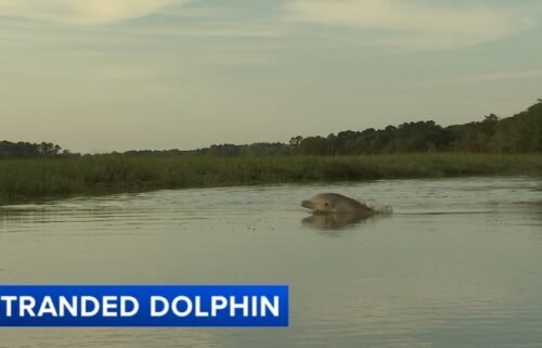 A dolphin has been stuck for several days in a small body of water in Cape May County