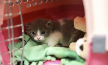 Kitten season is out of control. Are warmer winters to blame?