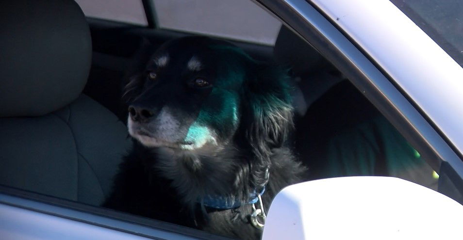 El Paso Animal Services holds drive-thru Pet Wellness Clinic