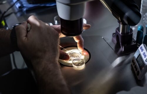 A senior embryologist adds media to petri dishes containing embryos