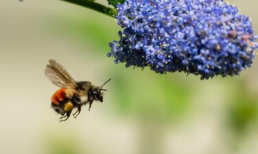 Could you transform your yard into a flourishing wildlife haven?