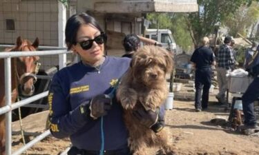 Dozens of dogs will soon need a new home after animal control officers found them surrounding their owner's body in rural Riverside County.