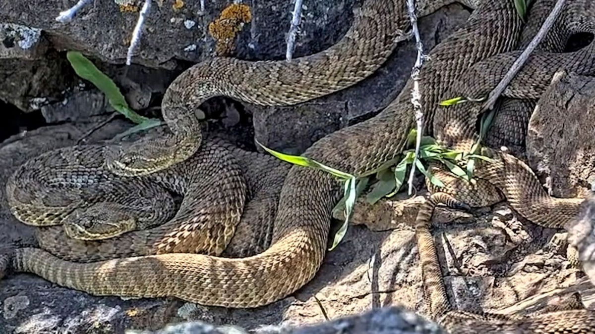 <i>Project RattleCam/AP via CNN Newsource</i><br/>The live stream on RattleCam.org allows viewers to watch hundreds of rattlesnakes inside one den.