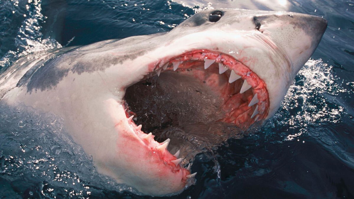 <i>Harry Collins Photography/Shutterstock via CNN Newsource</i><br/>Bull Shark off the coast of Jupiter Florida.