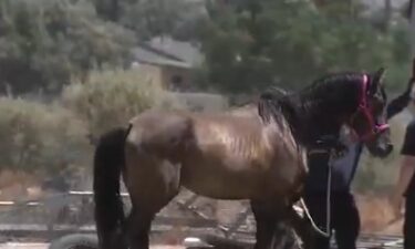 Riverside County sheriff's deputies and animal control officers seized six horses