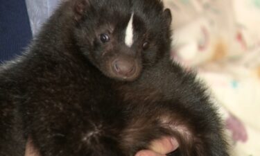 Derryk Paramoure runs a skunk sanctuary called A Sanctuary for Stinky Noodlz