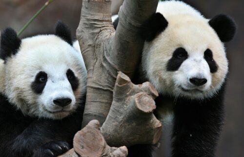 Giant pandas Ying Ying