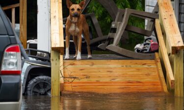 On August 7 a dog sits on the front stoop of a home in Statesboro