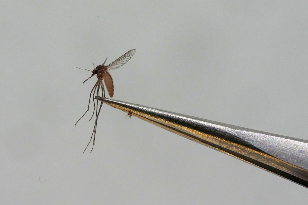 A Culex tarsalis mosquito is shown at the Salt Lake City Mosquito Abatement District in Aug. 2023