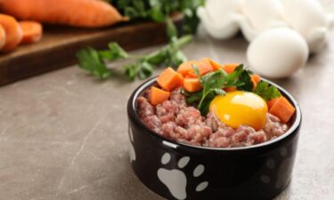 Dog diets: What to know about 4 fads and trends in dog nutrition