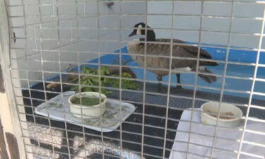 The Greenwood Wildlife Rehabilitation Center had to relocate nearly 600 animals due to the Stone Canyon Fire.