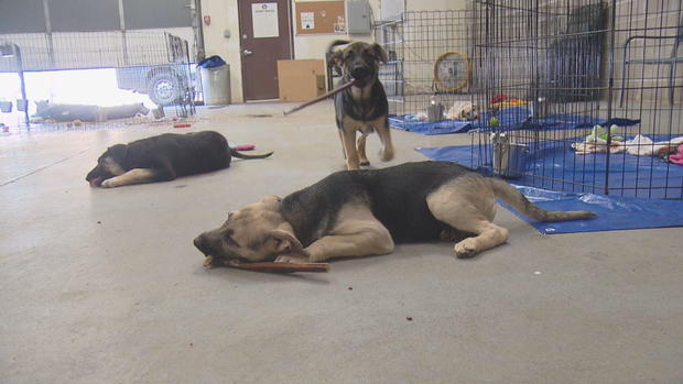 <i>KCNC via CNN Newsource</i><br/>Eleven puppies were euthanized last week after their littermate tested positive for rabies.