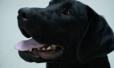 Moose is a vape-sniffing dog that is helping to detect nicotine and THC at St. Clair Shores schools.