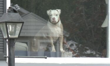 The local dog garnered worldwide attention in 2016 after being stung hundreds of times by bees.