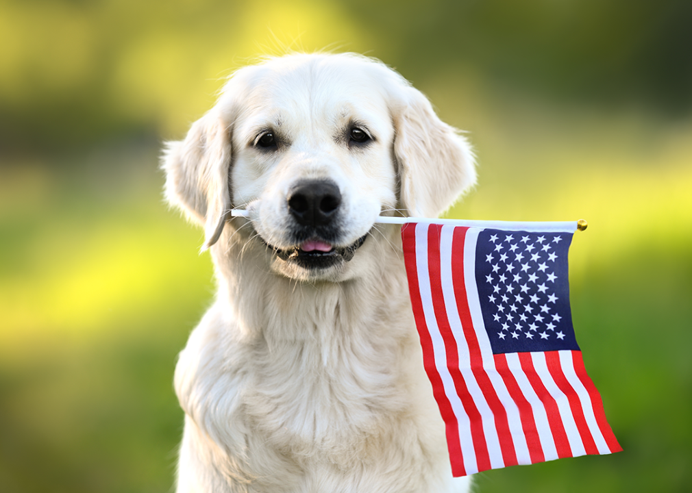 Most popular dog breeds in the US and the states where they're #1