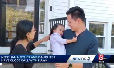 Surveillance video shows the scary moment when a red-tailed hawk swooped down at a mother and her 2-year-old daughter while they were playing outside in Needham