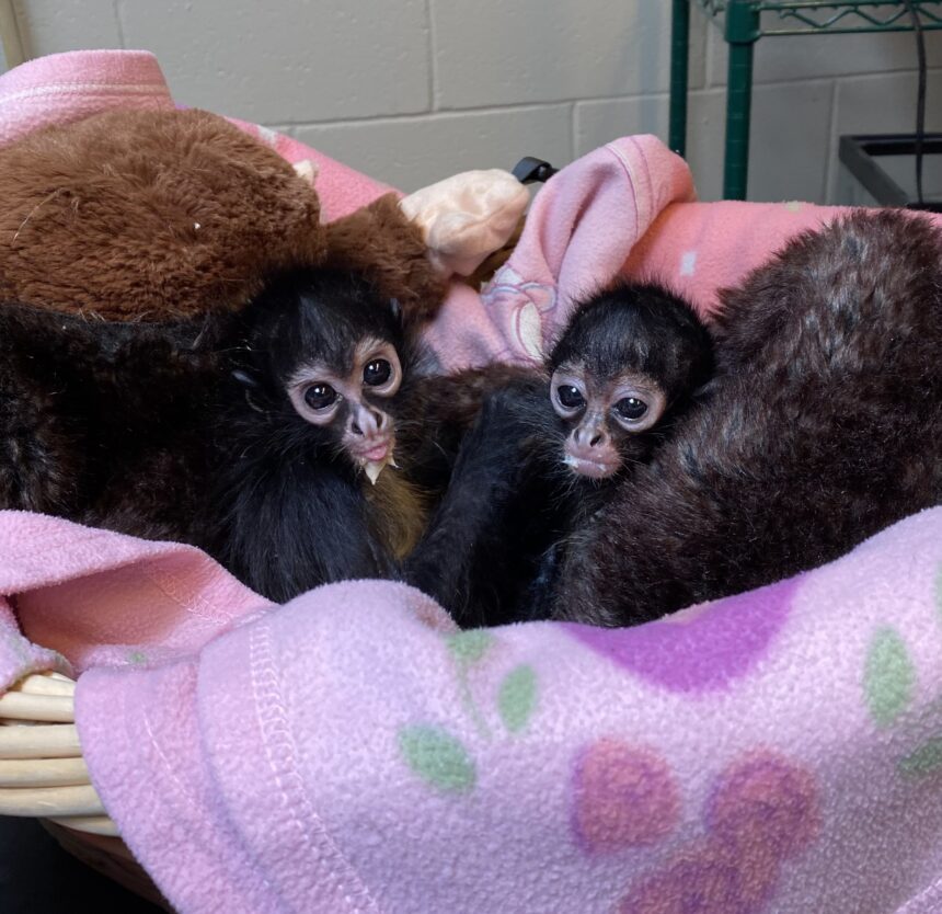 Spider Monkey Babies 2