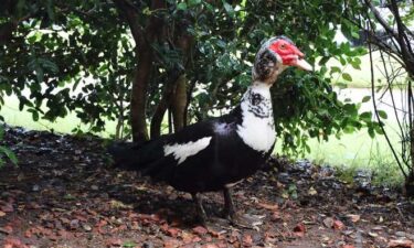 A feathered firefighter in Alabama is proving that ducks may be better than Dalmatians when it comes to keeping a crew company.