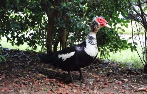 A feathered firefighter in Alabama is proving that ducks may be better than Dalmatians when it comes to keeping a crew company.