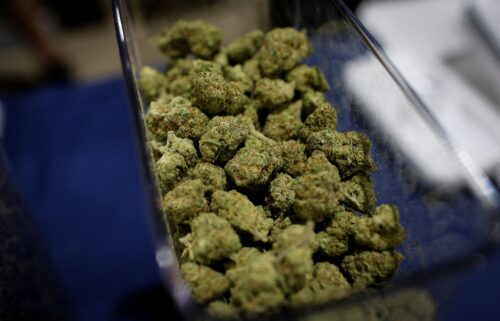 Cannabis buds are seen in a container during the Cannadelic Miami expo