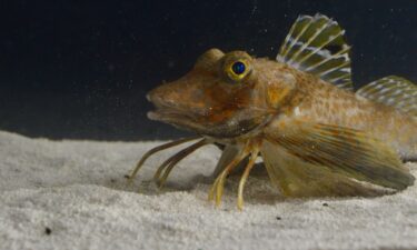 A species of sea robins called Prionotus carolinus studied by the researchers used their legs for walking