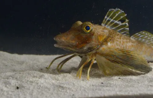 A species of sea robins called Prionotus carolinus studied by the researchers used their legs for walking