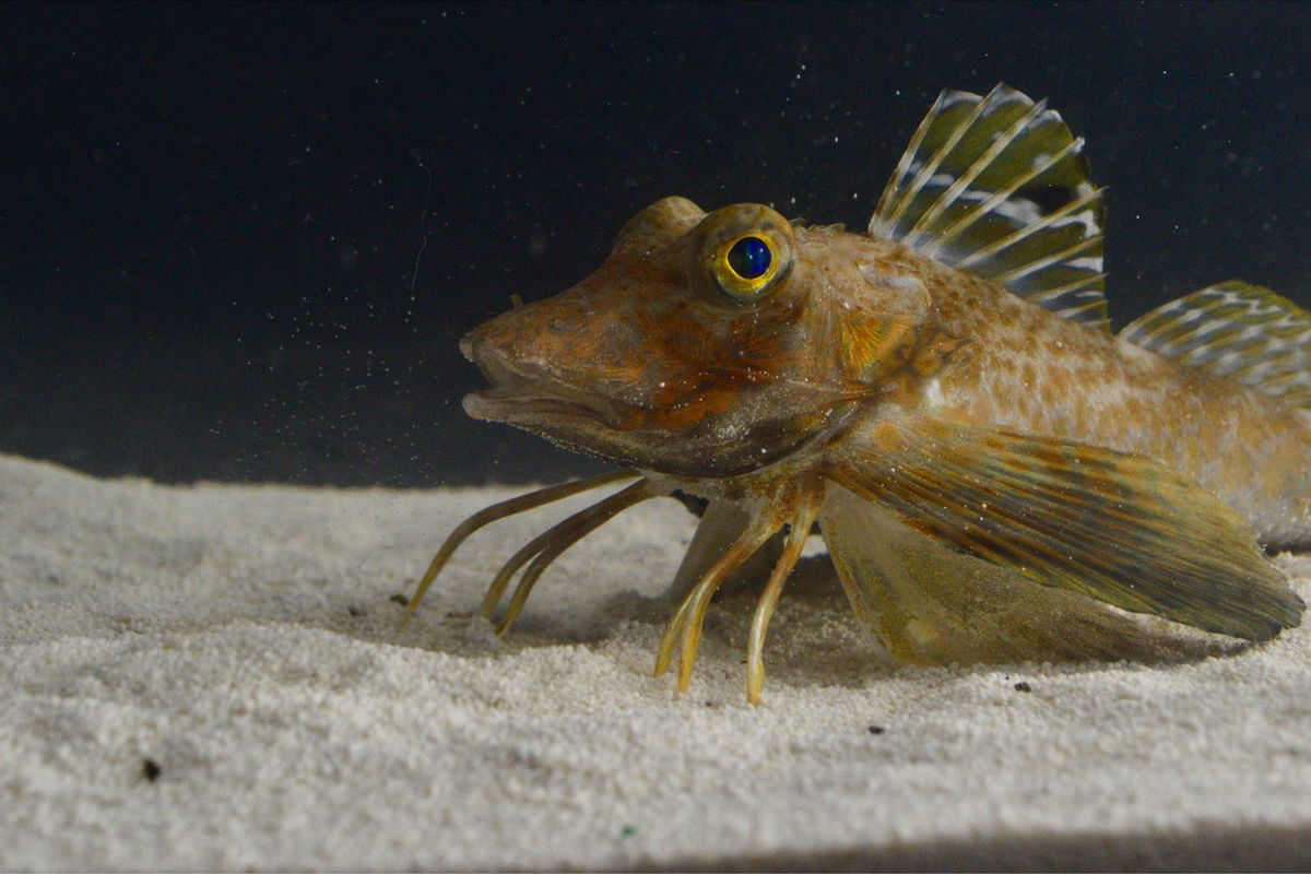 <i>Anik Grearson via CNN Newsource</i><br/>A species of sea robins called Prionotus carolinus studied by the researchers used their legs for walking