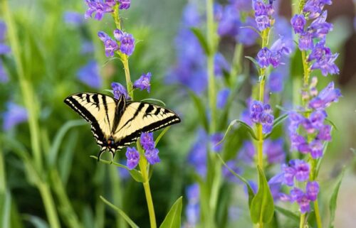 Plants and their pollinators are increasingly out of sync